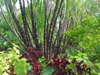 this auction is for one plant of purple sugarcane saccharum
