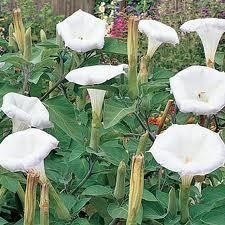 White Angel Trumpet Flowering Tree Seeds 30 Pack