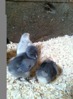 10+ French Blue Copper Marans Fertile Chicken Hatching Eggs!!