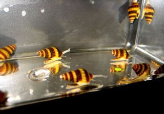 Tropical Fish 10 + 2 FREE Live Assassin Snails, FREE SHIPPING!