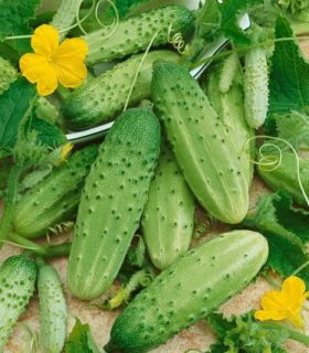 75 Vegetable Garden Seeds Cucumber Boston Pickling Very Prolific
