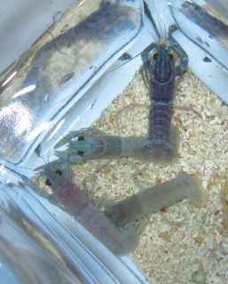 blue lobster for freshwater planted aquarium