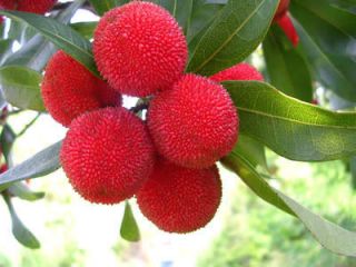  30 Fresh Bayberry Fruit Seeds Germination 90