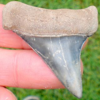Top Quality Mako Megalodon Era Gainesville FL Fossil Shark Tooth