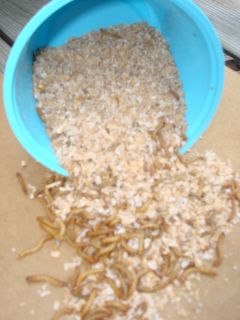 1000 live mealworms for 13 99 and free shipping 1 2 inch to 3 4 inch