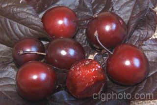 Red Cherry Plum Tree Prunus Cerasifera Pissardii Nigra 10 Fresh Seeds