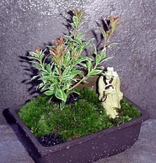 Dwarf Japanese Lily of The Valley Bonsai Tree
