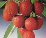 Lychee Litchi Live Seeding Plant in 4 Pot