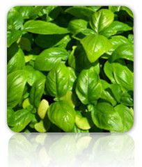 herb seeds genovese basil 100 seeds