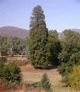 Giant Sequoia Sequoiadendron Giganteum 50 2012 Seeds