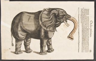 Gesner 1560 Framed Folio Woodcut Elephant Unicorn 61