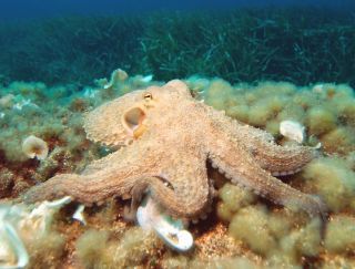The octopus has two eyes, four pairs of tentacles, and (perhaps most
