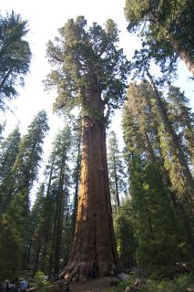 Giant Sequoia Tree Seeds Sierra Redwood Fresh Largest