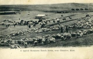 Montana Postcard Typical Montana Ranch Scene Near Glendive 1909