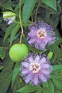  10 fresh passiflora incarnata seeds high germination rate tested 9 5