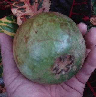 Live White Guava Fruit Tree Seedling CV Bangkok Giant
