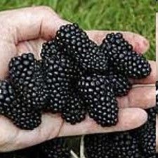   Island Chester Blackberry Plant 20 Seeds Canada 1 Giant Blackberries
