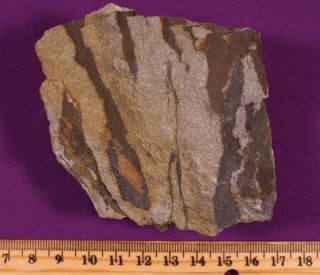  Section Wattieza from Earliest Fossil Forrest Famous Gilboa NY