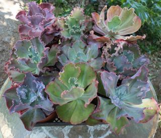 Giant Beautiful ECHEVERIA Lot of NINE 6 Potted Rooted succulent plants
