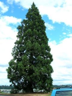Giant Sequoia Sequoiadendron Giganteum Tree Seeds