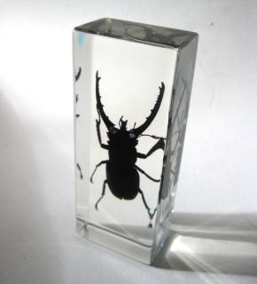 Real Stag Beetle Specimen Glass Block Paperweight Desk Decor Oddity