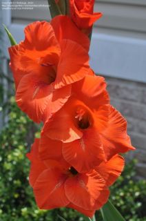 Gladiolus Flower Bulbs Wigs Sensation 40 Bulbs Orange Red Color Plants