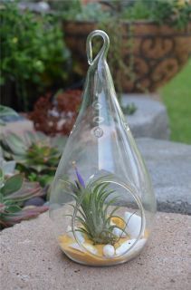 Hanging Glass Teardrop Great for DIY Terrarium Tillandsia Succulent 7