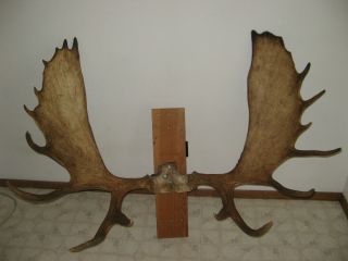 53 Moose Rack Antlers Horns Antler Sheds Taxidermy Horn