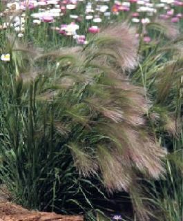 Hordeum Foxtail Grass Seeds
