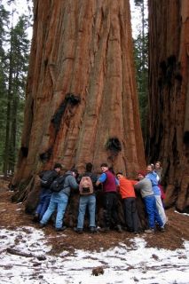 GIANT SEQUOIA TREE~Seed!!!~~~~~The King of Trees!