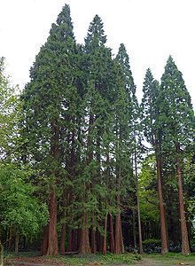 Redwood Giant Sequoia Tree Red Wood 45 Seeds GroCo
