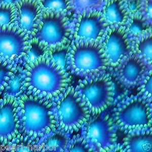   GREEN Zoa Coral Frags For Live Coral Nano Reef Tank by PEARL HARBOR