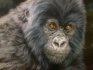 Mountain Gorilla New David Stribbling Oil Painting