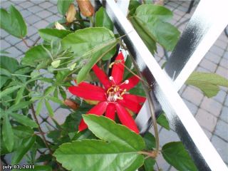 Passiflora Vitifolia Red Passion Flower Vine 1 Plant