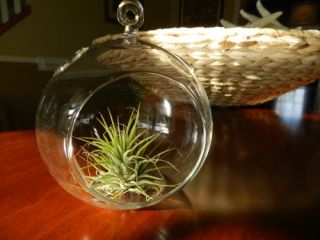 Hanging Glass Globe Terrarium with Air Plant Sweet Little House Plant