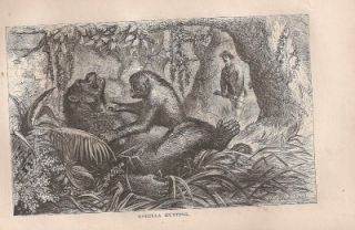 RARE 1871 Great Apes Gorillas by Gorilla Discoverer Paul Du Chaillu