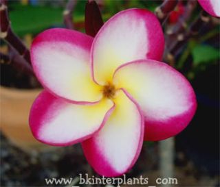 Plumeria with Rooted Danai Delight Very Beautiful