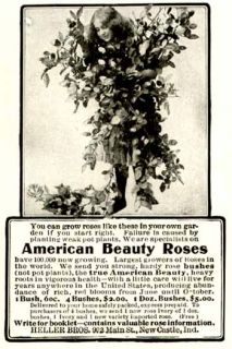 rare 1903 heller bros ad for american beauty roses