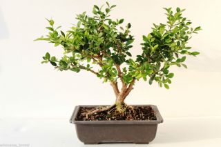 Edamame Bonsais Green Velvet Boxwood Bonsai Tree