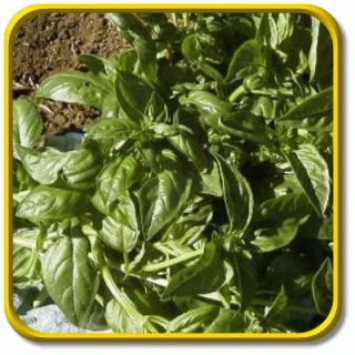 herb description genovese basil is widely regarded as the best for