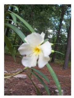 White Oleander Plant Flowers Easy to Grow Home Landscaping Plants Yard