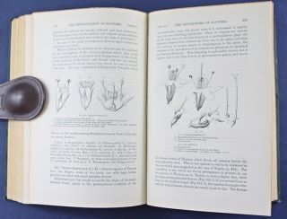 Fertilisation of Flowers 1883 Muller Charles Darwin Botany Insect 1st
