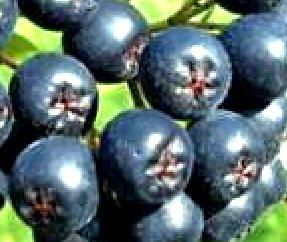 Viking Aronia fruit shrub tree HEALTH BENEFITS blueberry flavor berry