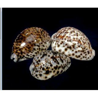 Lot of 10 Tiger Cowrie Animal Print Polished Decorative