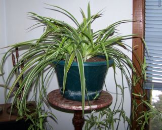 House Plant Variegated Spider Plant Cleans The Air Combine Shipping