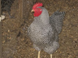 10 Barred Plymouth Rock Hatching Eggs for Incubator NPIP Certified