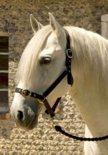  Horses Nylon Head Collar Shetland Pony COB Full Equestrian Supplies