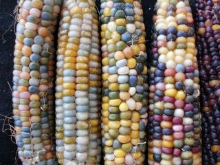 Cherokee Landrace Popcorn Flint Corn Beautiful Colors 100 Seeds