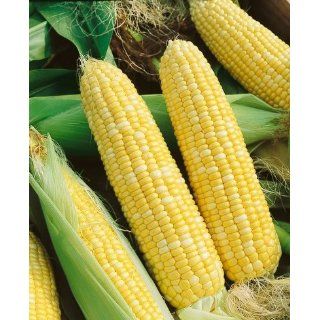 Serendipity Hybrid Corn Seeds   Zea Mays   10 Grams