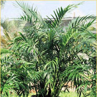 Parlor Palm Chamaedorea Elegans House Plant 50 Seeds